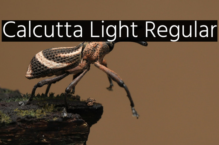 Calcutta Light Regular Example 3