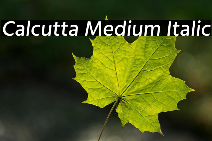 Calcutta Medium Italic Example 2