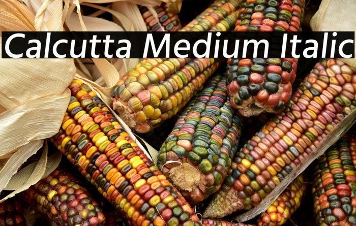 Calcutta Medium Italic Example 3