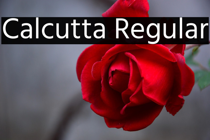 Calcutta Regular Example 2