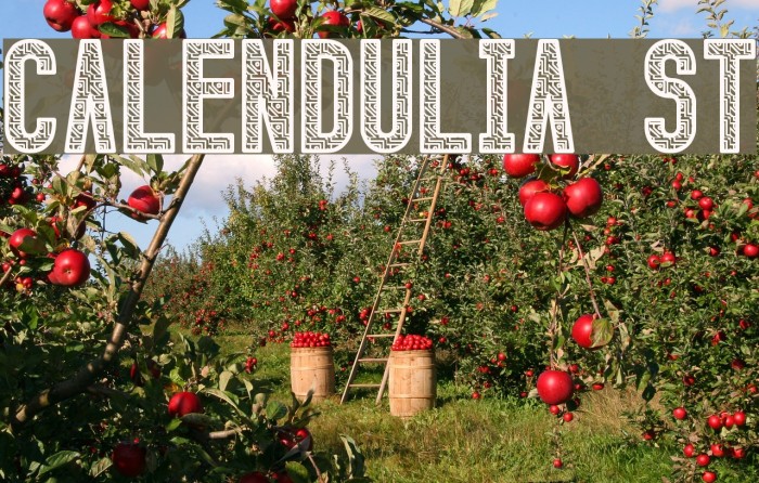 Calendulia St Font examples