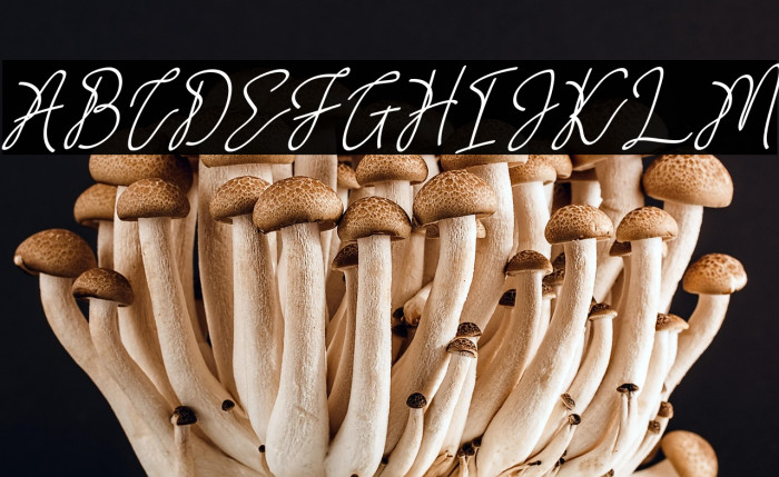 CalgaryFREE Example 1