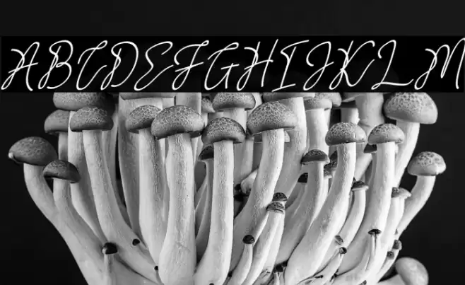 CalgaryFREE Font examples