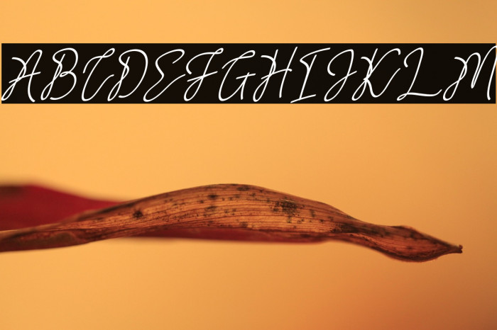 CalgaryFREE Example 2