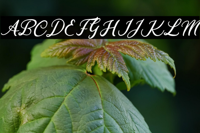 Californian Beach Example 2