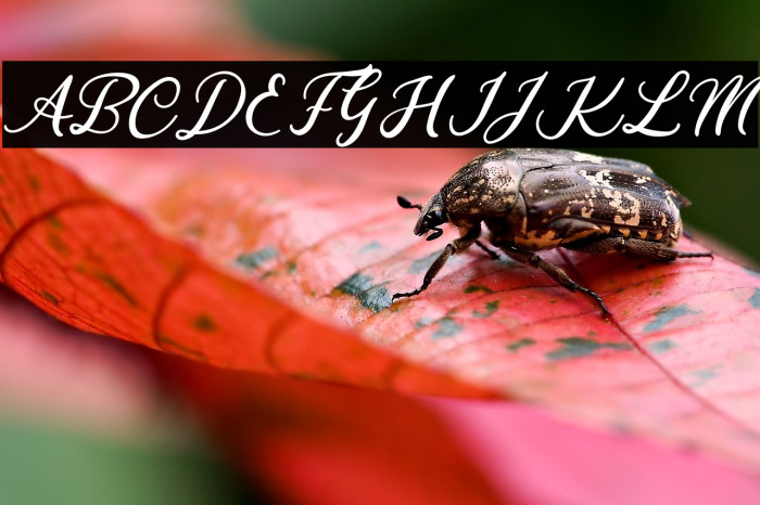 Californian Beach Example 3