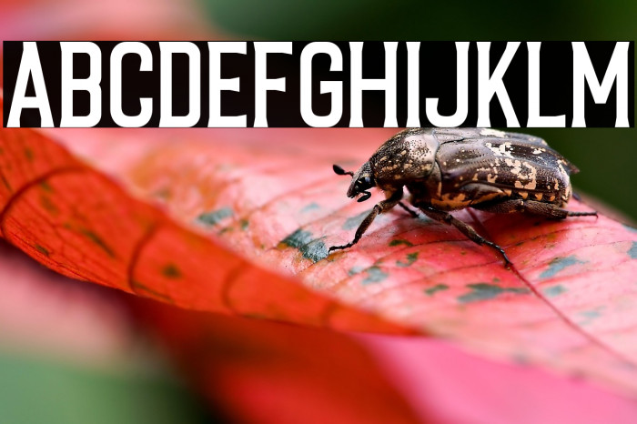 CaligorClean Example 2