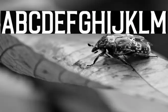 CaligorClean Font examples