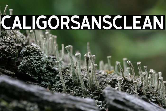 CaligorSansClean Example 1