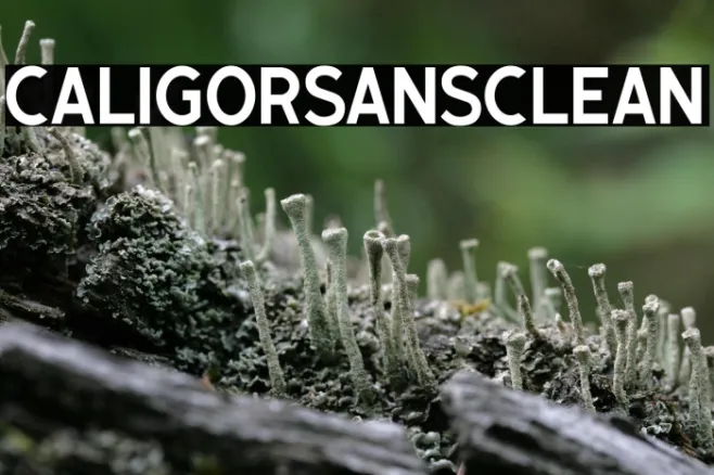 CaligorSansClean Example 1