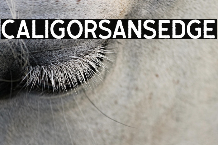 CaligorSansEdge Example 2
