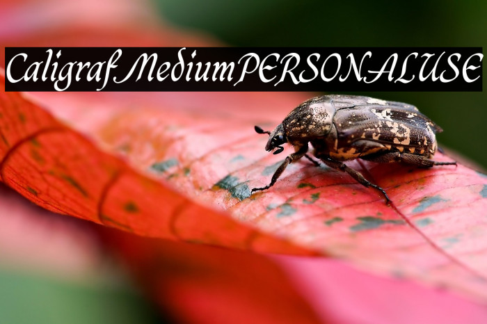 CaligrafMediumPERSONALUSE Example 3