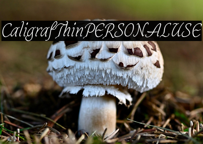 CaligrafThinPERSONALUSE Example 3