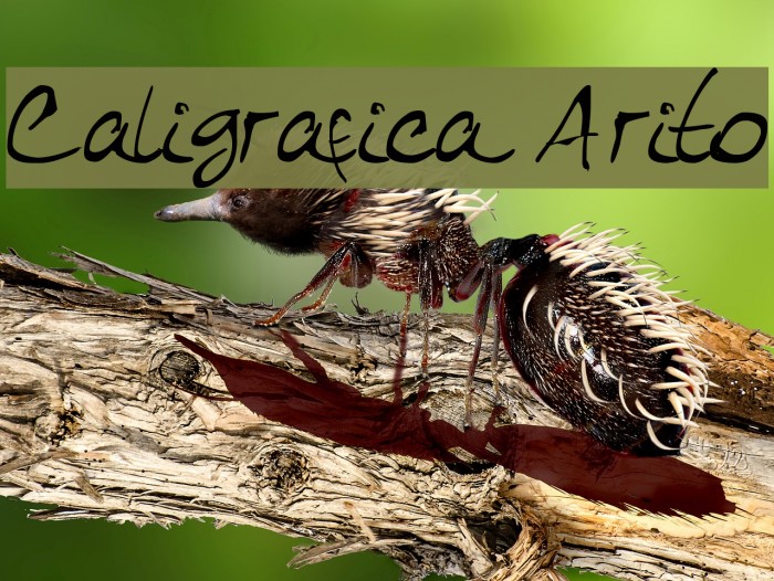 Caligrafica Arito Font examples
