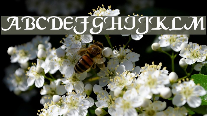 CaligulaA Font examples