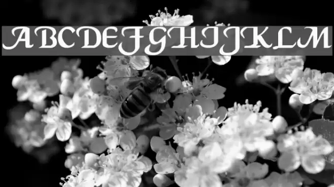 CaligulaA Fonte examples