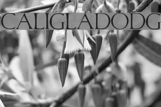 CaligulaDodgy Font examples