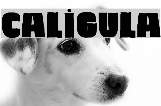 Caligula Font examples