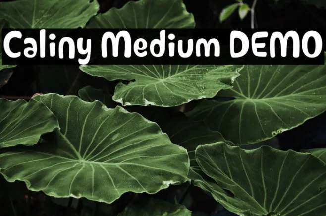 Caliny Medium DEMO Example 2