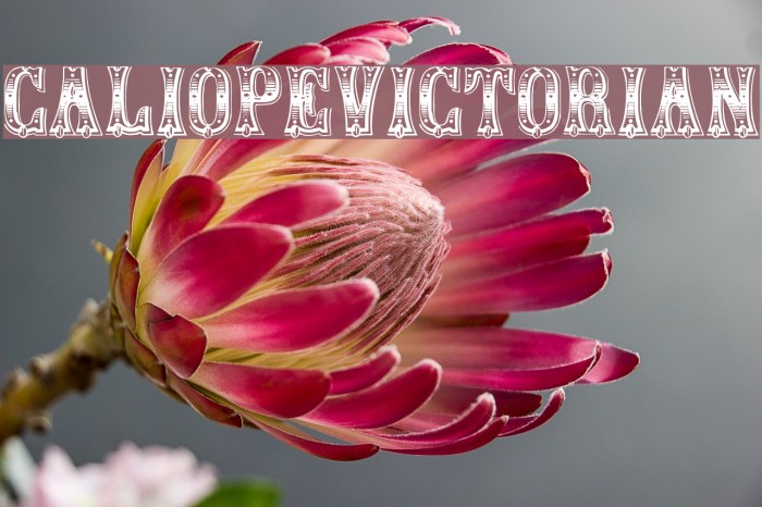 CaliopeVictorian Example 1