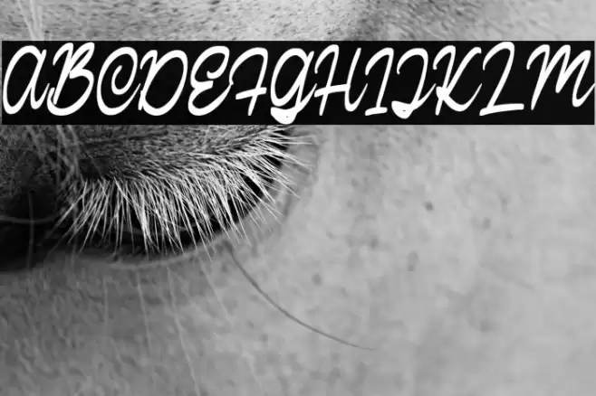 CalisteScriptDEMO-Regular Font examples