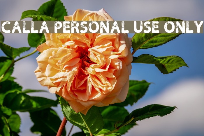 Calla Personal Use Only Font examples