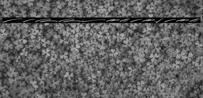 CallestaSwash Font examples