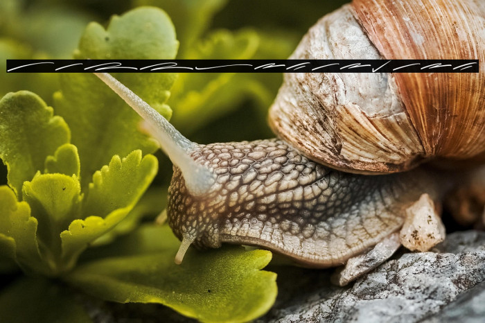 CallestaSwash Example 2