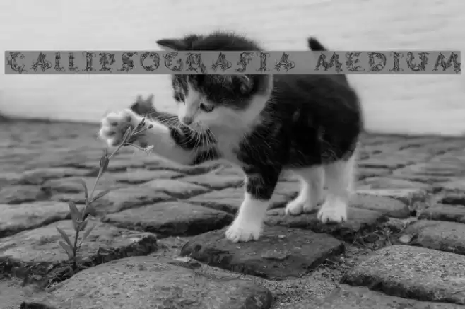 CalliPsoGrafia Medium フォント examples