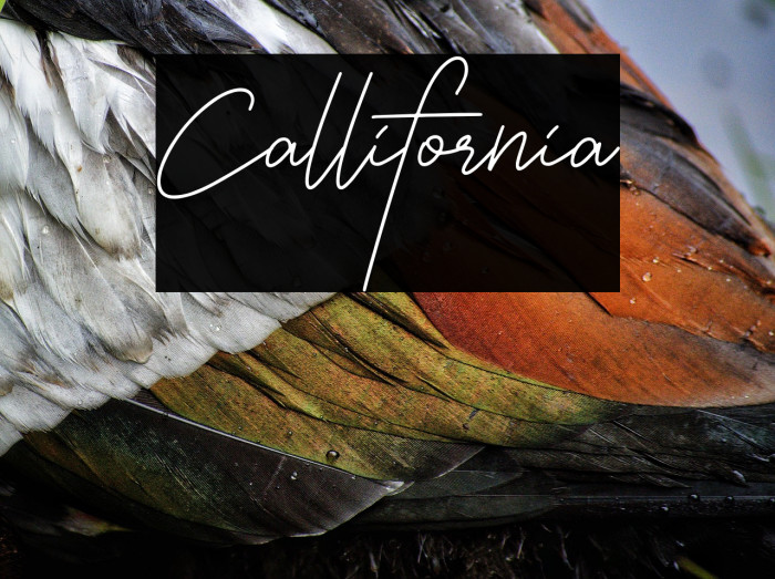 Callifornia Example 1