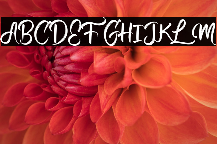 Calligra Marriage  Regular Example 3