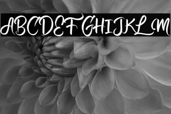 Calligra Marriage  Regular Font examples