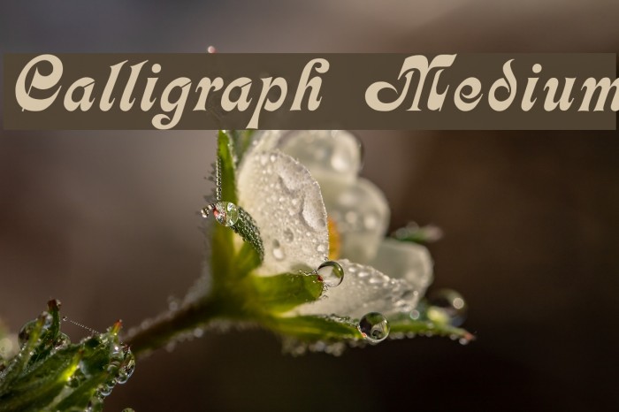 Calligraph Medium Font examples