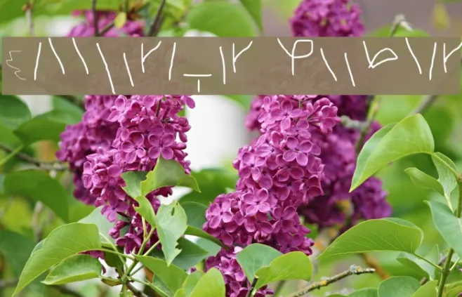 Calligraphr Regular Example 1