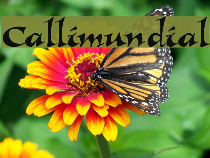 Callimundial Font examples