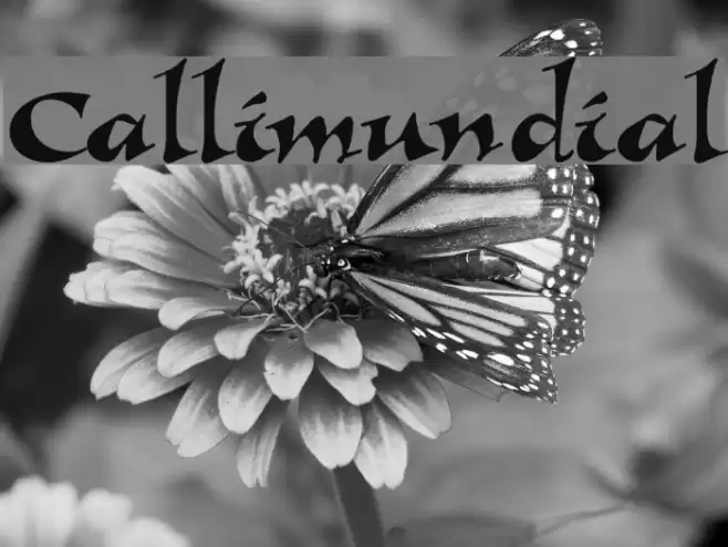 Callimundial Font examples