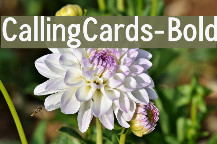 CallingCards-Bold Font examples