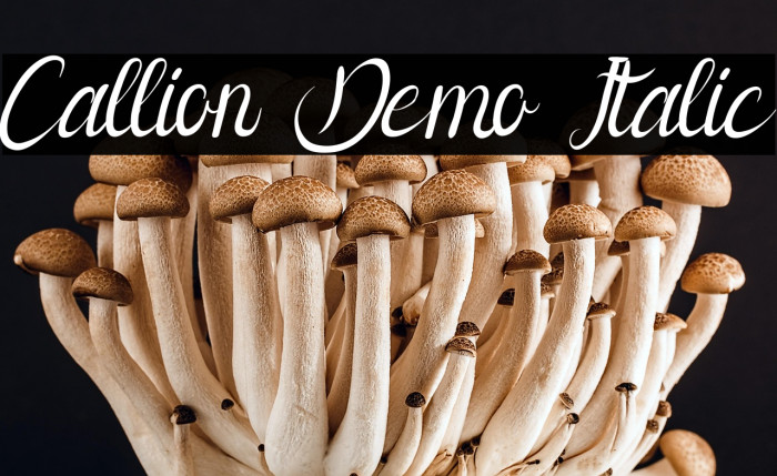 Callion Demo Italic Example 1