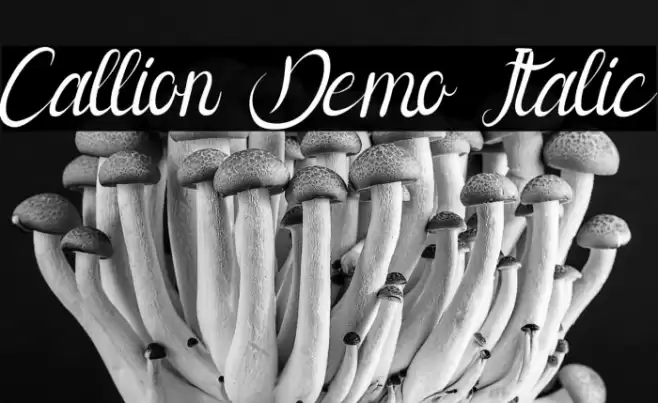 Callion Demo Italic Polices examples