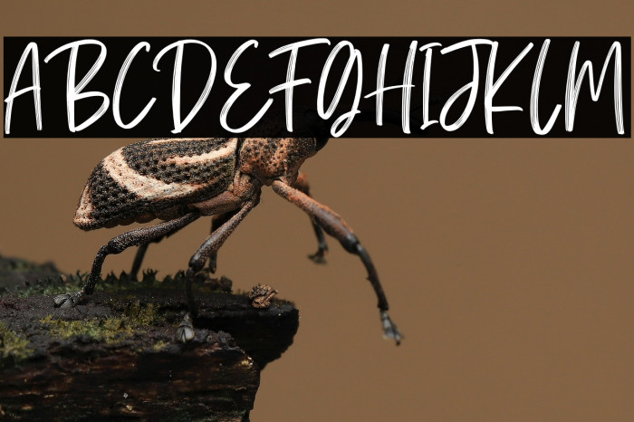 Calliretta Personal Use Example 1