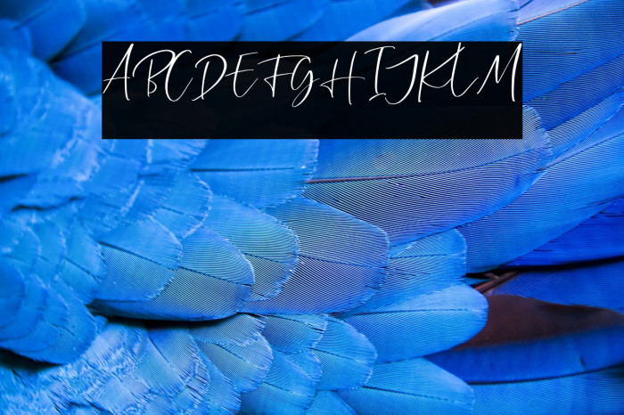 CallisteraScriptFree-Regular Example 1