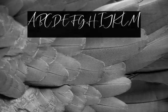 CallisteraScriptFree-Regular Font examples