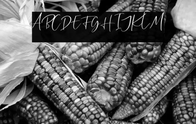 CallisteraScriptFree-Regular Font examples