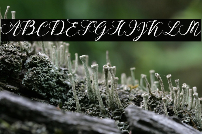 CallmeScript Example 1