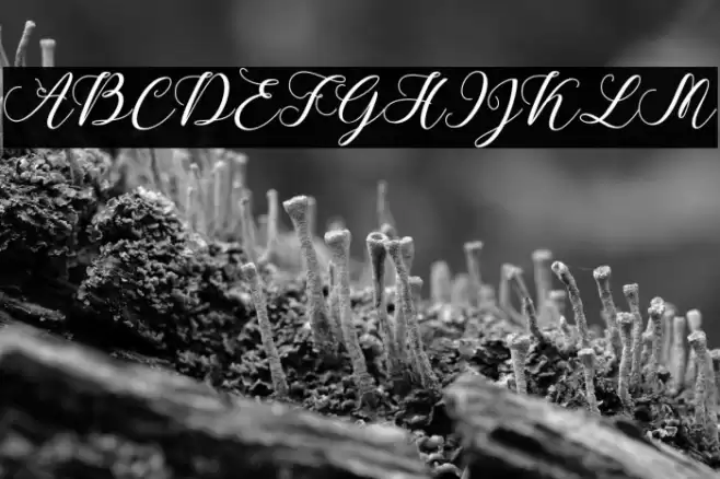 CallmeScript Font examples