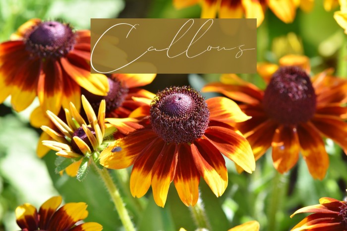 Callous Font examples