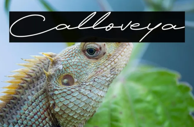 Calloveya Example 3