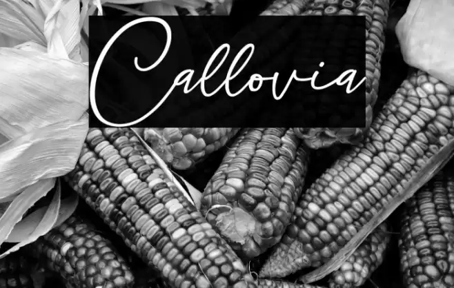 Callovia Font examples
