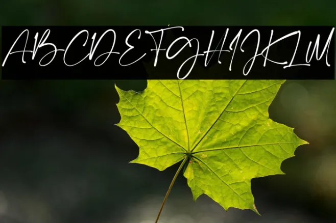 Calton Elegance Script Example 2