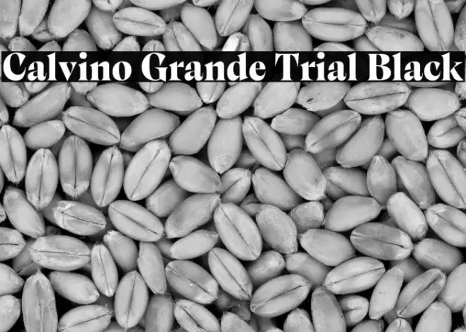 Calvino Grande Trial Black Font examples